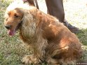 Mannuthy-Thrissur-Dog-Show-2011 (1)